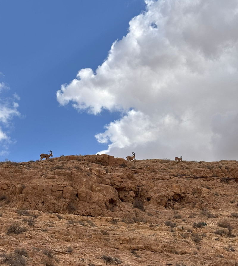 נפתח מחדש: 5 טיולים בשמורות טבע וגנים לאומיים